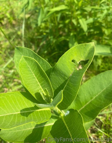 rukiabrat erotic pornstar pictures