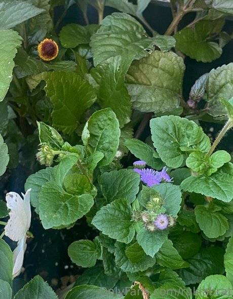 rukiabrat star nudes archive