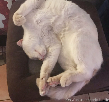 scarletlabelle pornstar free img