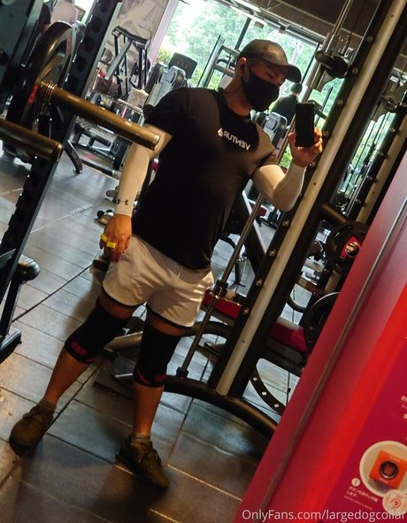 largedogcollar star hd image