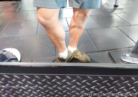 largedogcollar exclusive star picture