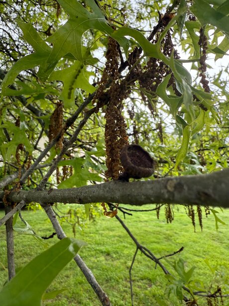 Amaraevermore perfect model images