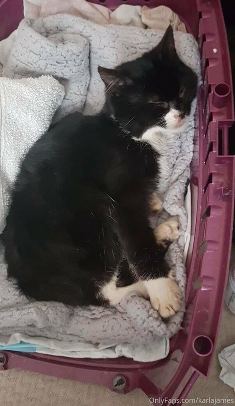 karlajames pornstar erotic image