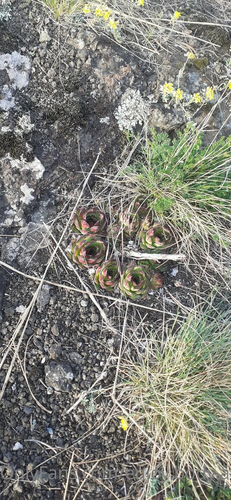 Enjoy Body And Foot high quality model pictures