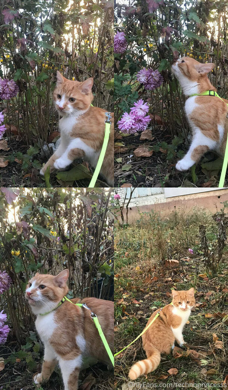 technoprincesss star erotic img