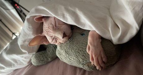 sxvvk star free picture