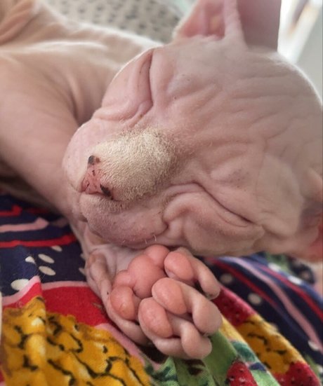 sxvvk model porn image