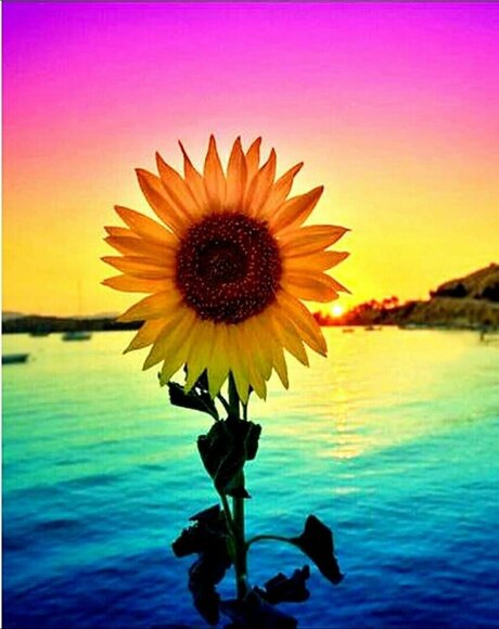 Chielsey_ pornstar sex photos