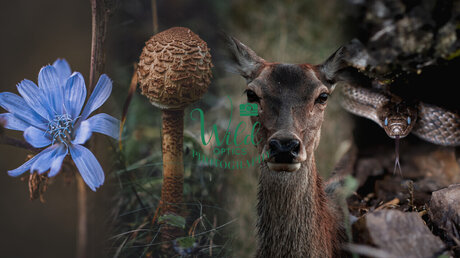 Wild Optics nice model pic