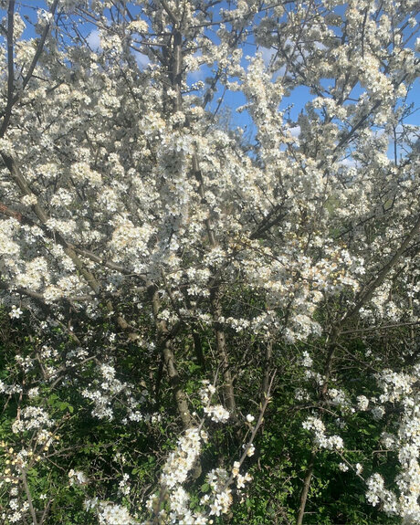 Ace Houndd model sex photo