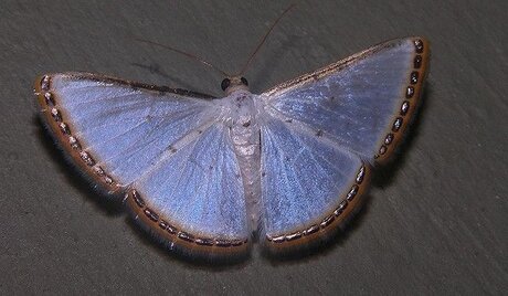 lucy model porn picture