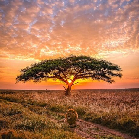 King Rah22_ star porn picture