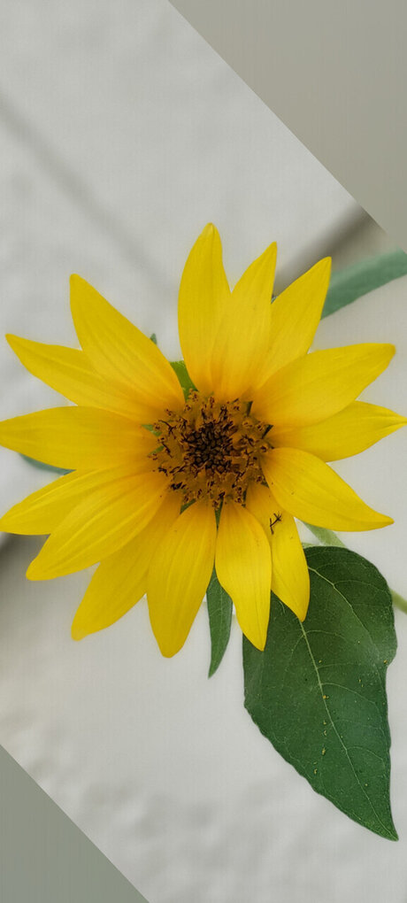 The dragons wolf star beautiful archive