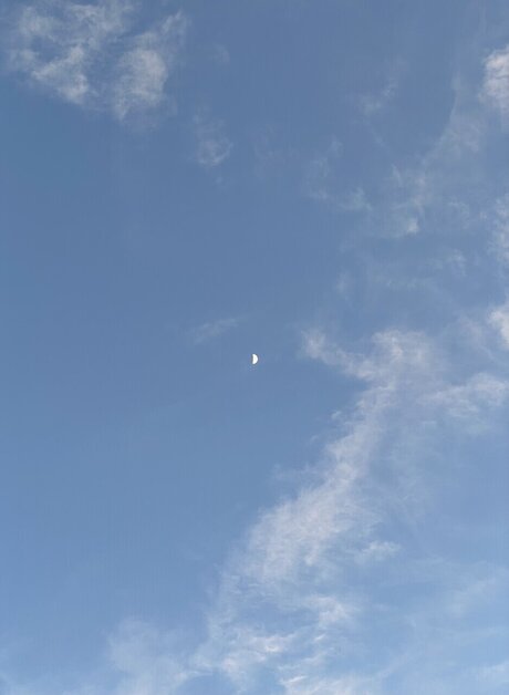 Lobito star high quality photo