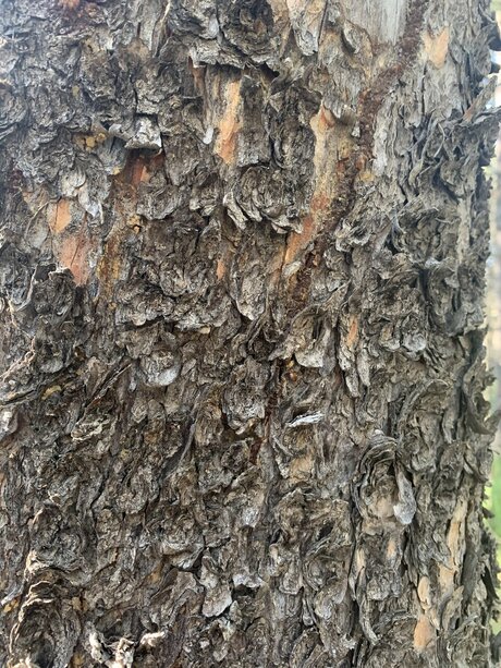 Urgeman377 high quality star images