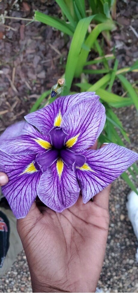 Nookie_ pornstar best gallery