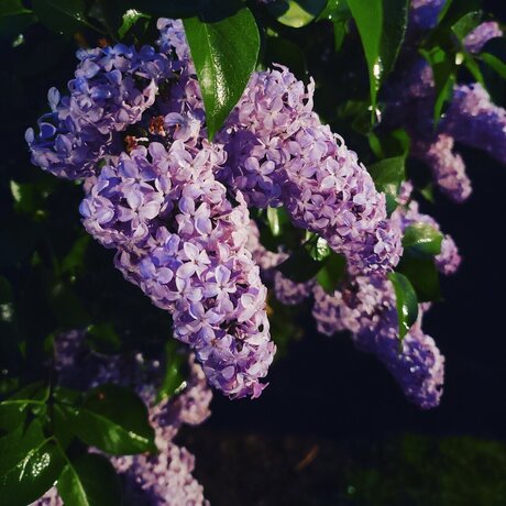 Miss Vixxen pornstar perfect photos