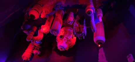 Nala Kinks star high quality photo