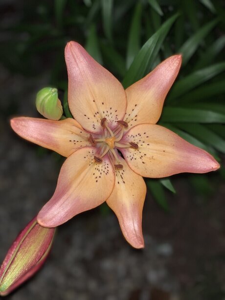 Aspen Rose pornstar exclusive images