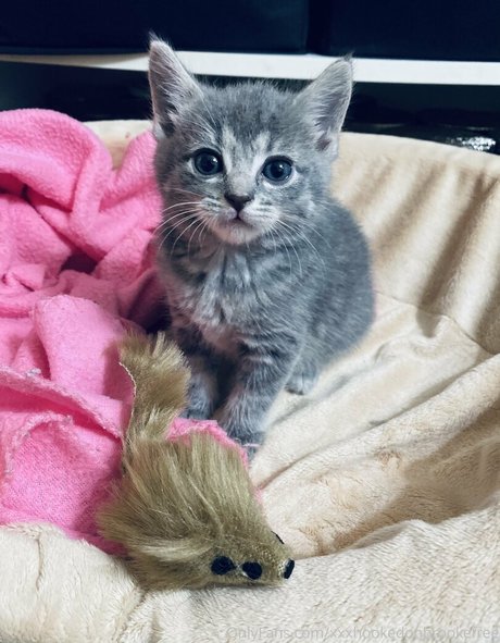 xxxhookedonbrookefree erotic pornstar photos