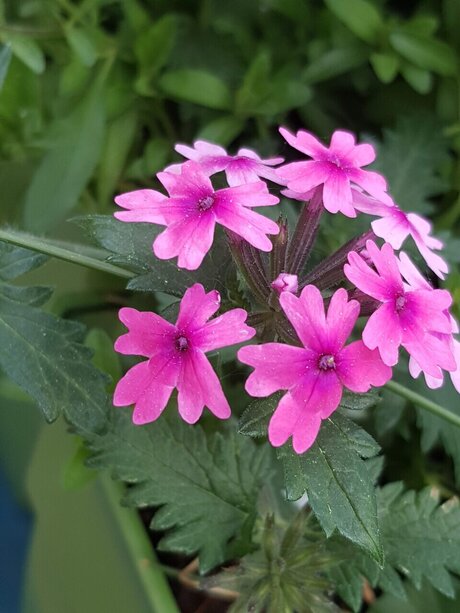 Mandy Harlowe porn model pics