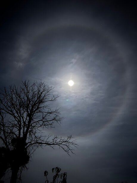 Azarajade666 model top picture