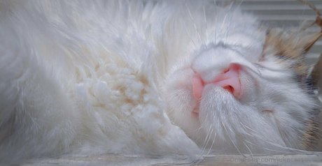 jukacrasoves model pornographic photos