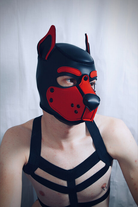 PupJako beautiful star picture