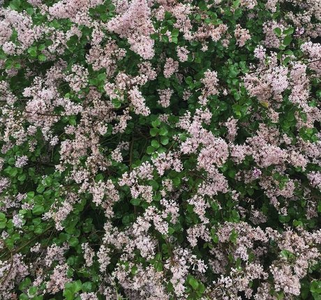 Elizabeth M porn actress pic