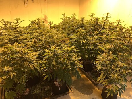 Scorpio81420 model sex image