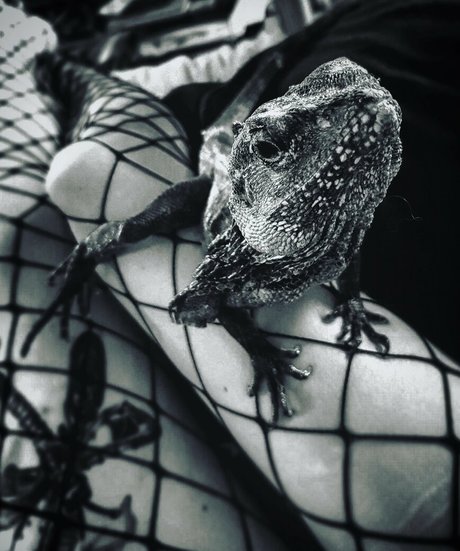 artnvenom free pornstar photos