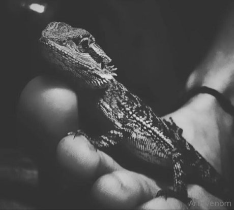 artnvenom model image