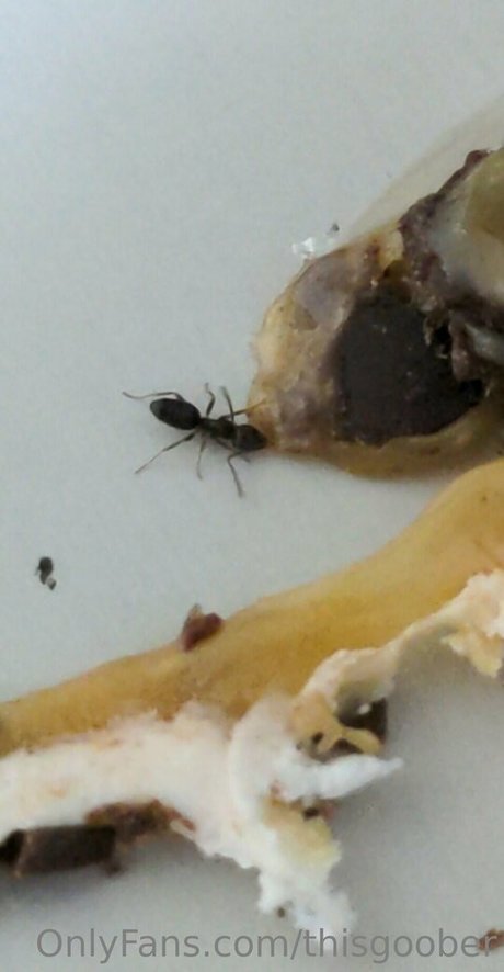 thisgoober nice model gallery