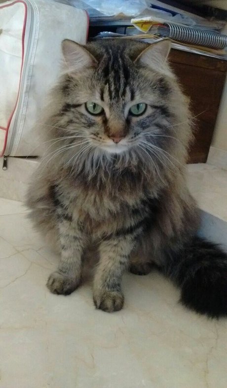 Vera Kaludi star beautiful gallery