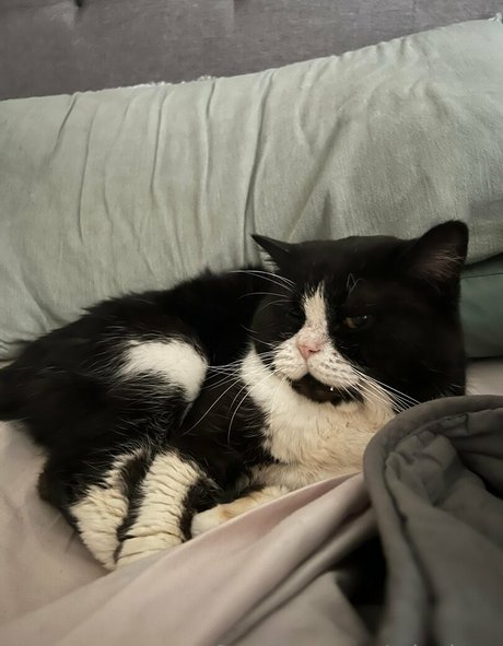 minaluna model free img