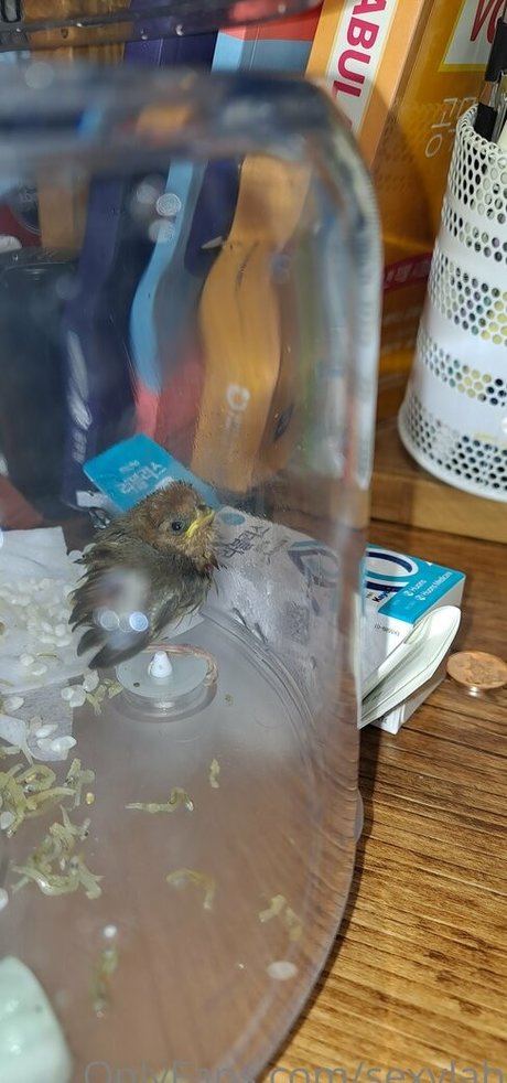 sexylab star beautiful photos