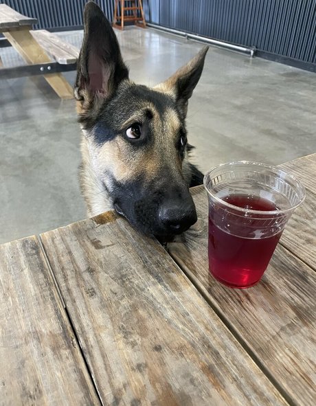 alishadrinksbeer star art pics