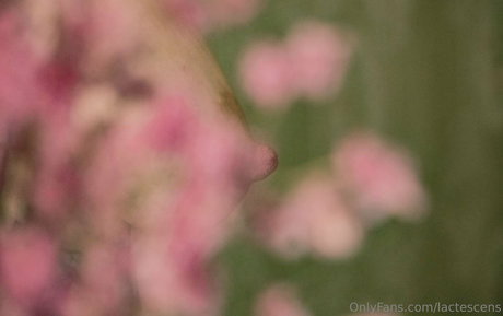 lactescens xxx pornstar photo