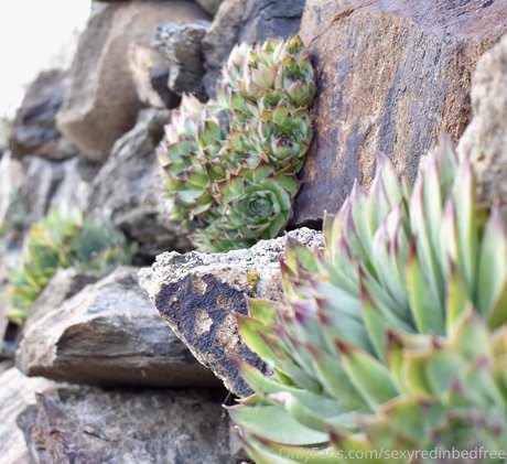 sexyredinbedfree star best image