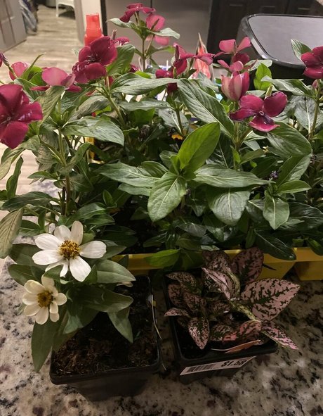 realskygray pornstar adult image