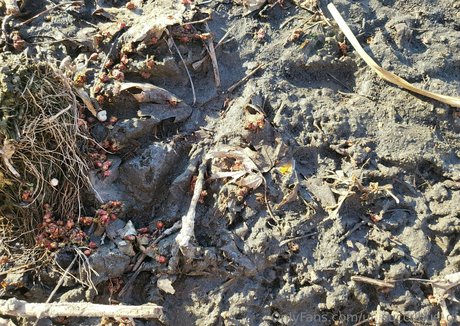 ur succubus gf perfect actress pic