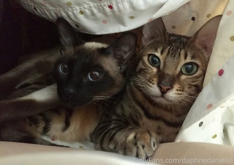 daphnedaniels1 star top pic