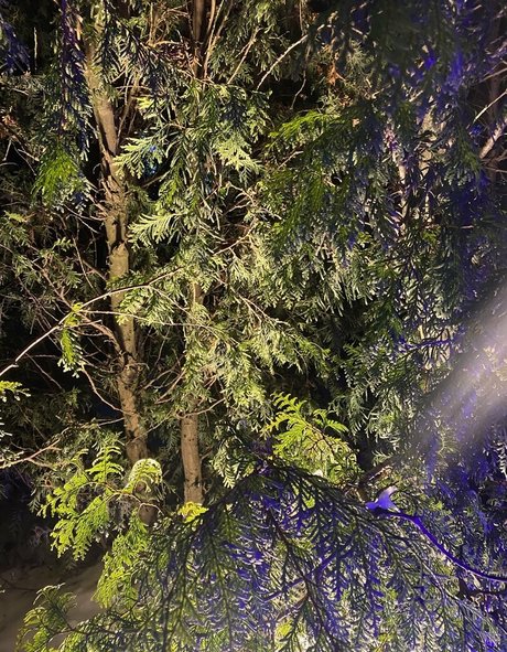 sweetmossy model exclusive galleries