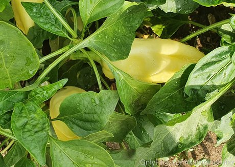 swimming pool onlyfans hot xxx gallery