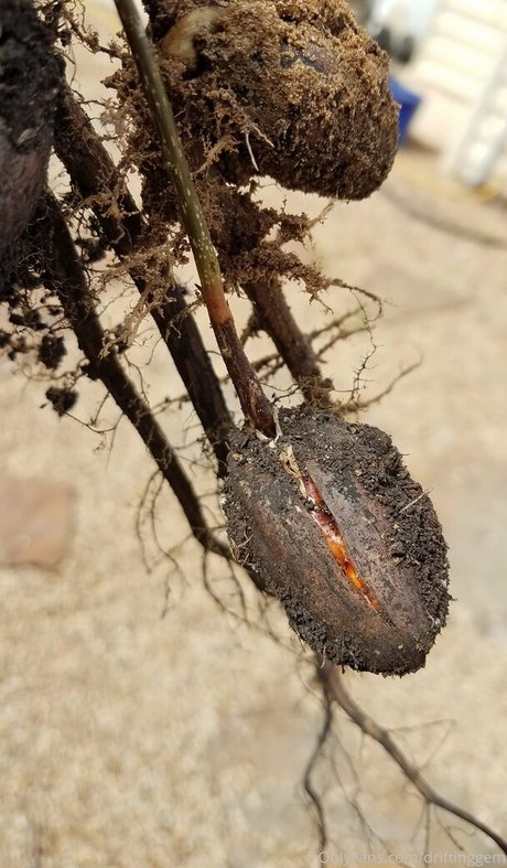 driftinggem top actress archive