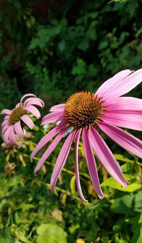 driftinggem model hd photos