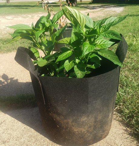 veronikaplants nudes star archive