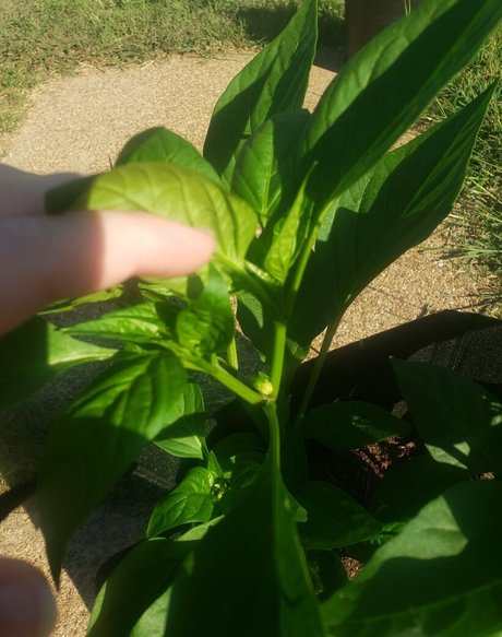 veronikaplants pretty model img