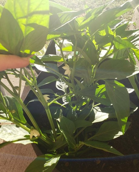 veronikaplants beautiful pornstar pic