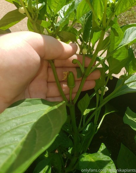 veronikaplants erotic pornstar image
